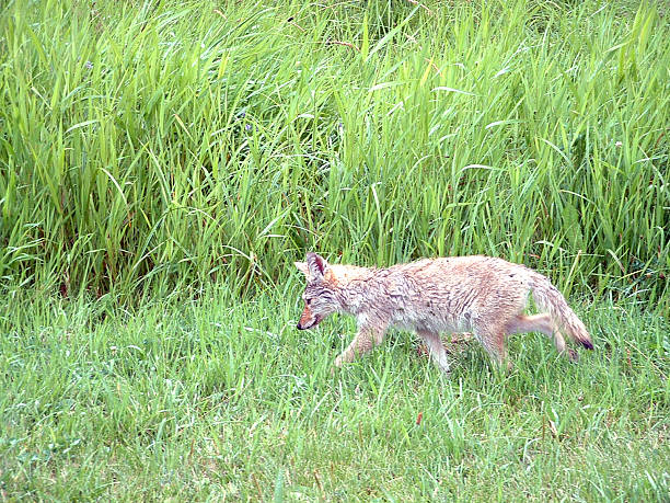 istock Young wet coyote hunting  for mice 469056164