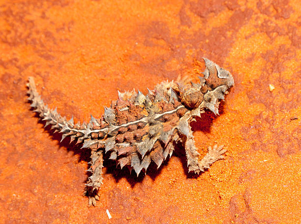 thorny devil lizard australia The thorny dragon or thorny devil is an Australian lizard, also known as the mountain devil, the thorny lizard, or the moloch. This is the sole species of genus Moloch. The thorny devil grows up to 20 cm in length, and it can live up to 20 years. moloch horridus stock pictures, royalty-free photos & images