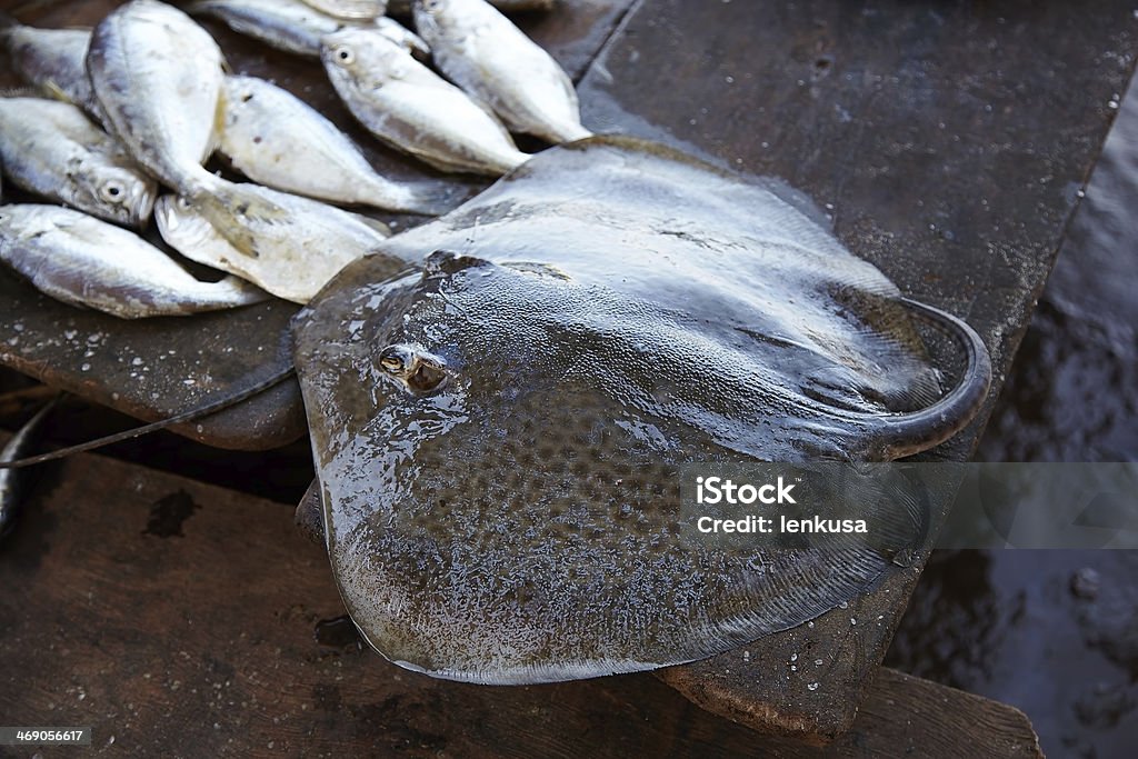 Stingray sul banco del mercato del pesce.  Siolim, Goa, India. - Foto stock royalty-free di Afferrare