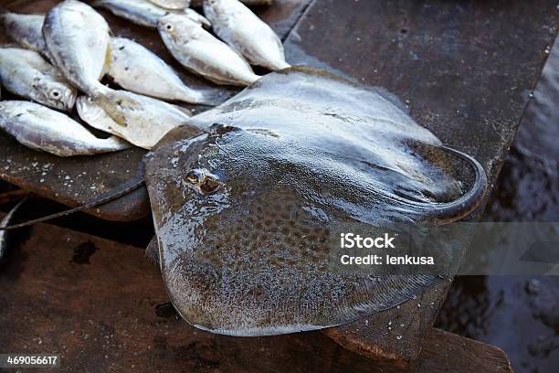 Stingray Sul Banco Del Mercato Del Pesce Siolim Goa India - Fotografie stock e altre immagini di Afferrare