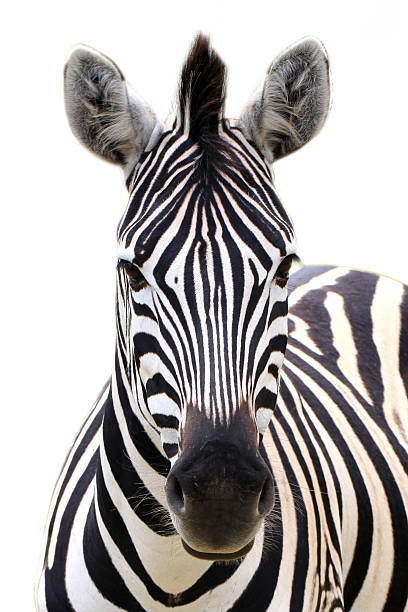 istock Still of zebra facing the camera with a blank background 469057338