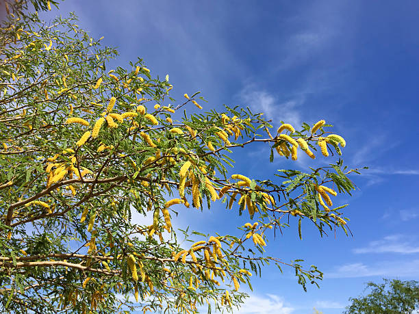 メスキートの春花 - mesquite tree ストックフォトと画像