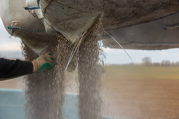 fertilizing - seed human hand wheat cereal plant photos et images de collection