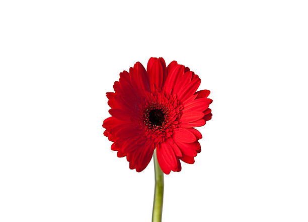 istock High resolution red gerbera daisy flower in a white background 469061358