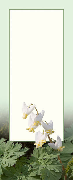 istock Dutchman's Breeches Sidebar with Copy Space and Border. 469061578