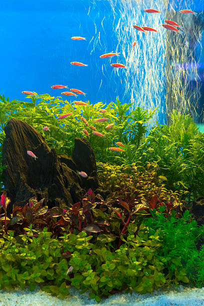 istock green beautiful planted tropical freshwater aquarium 469062032