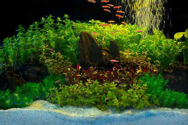 istock green beautiful planted tropical freshwater aquarium 469062034