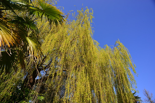 Wide angle image of a Palm and trailing fronds of a tree.