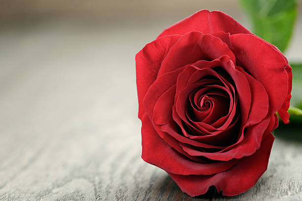 istock Romantic background with red rose on wood table 469062554