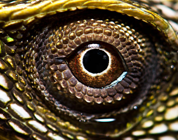 istock extreme closeup of green lizard eye 469063344