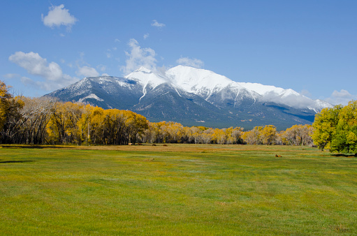 Autumn along the Arkansas River in central Colorado has a beauty all its own, with rust colored shrubs, golden cottonwood and aspen trees and brown cattails.  But this day began with a fresh dusting of snow on the Collegiate Peaks mountains near Buena Vista. In this image horse graze contentedly in a pasture at the base of imposing Mount Princeton.