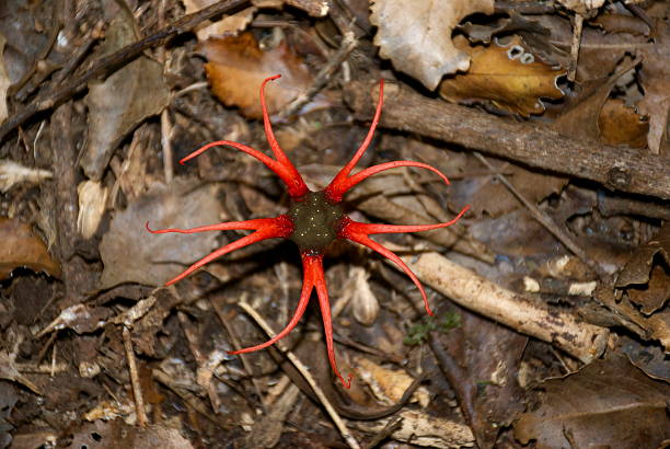 Anthurus archeri is more commonly known as the Stinkhorn Fungus, the Octopus fungus, the Devil's Fingers or the Giant Stinkhorn. The fungus is endemic to Australia and New Zealand.