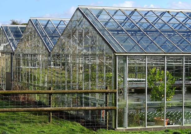 obraz komercyjnych szklarnie/szklarnie na ogród centrum pracowników, roślin rosnących — - aluminum glass house window zdjęcia i obrazy z banku zdjęć