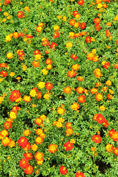 istock close up little red and yellow flower 469063814