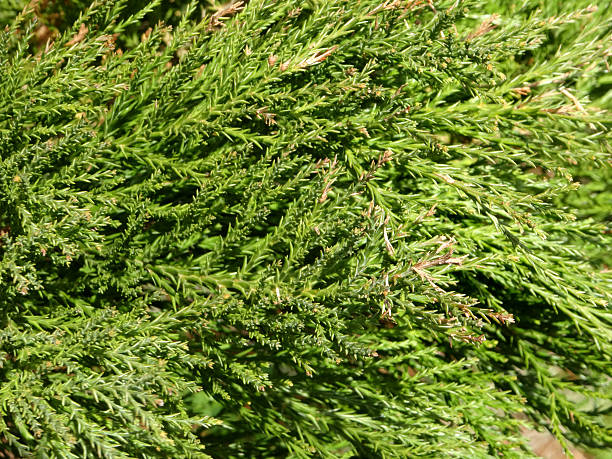 Image of evergreen foliage / leaves on coastal redwood tree (sequoia-sempervirens) Close-up photo showing the green, coniferous foliage of a coastal redwood tree (Latin name: sequoia sempervirens).  The 'leaves' of redwoods are scale-like in their structure, growing into long shoots and dying back in shady areas of the tree, particularly on the lower branches. sequoia sempervirens stock pictures, royalty-free photos & images