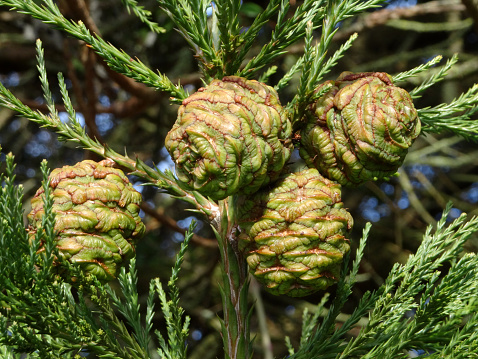 Close-up photo showing the seed cones and coniferous scale foliage of a Californian coast redwood tree.  The Latin name for this particular evergreen, conifer species is 'sequoia sempervirens'.  This species is described as being monoecious, meaning that the tree can self-pollinate itself, featuring both pollen and also seed cones - all on the same plant.