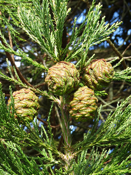 Image of green seed cones on redwood tree (sequoia sempervirens) Close-up photo showing the green seed cones that are growing and ripening on a Californian coastal redwood tree, being pictured lit up by the sunshine.  The Latin name for this particular species is: sequoia sempervirens, which is an evergreen conifer that reaches tremendous heights and ages, with enormous trunks. sequoia sempervirens stock pictures, royalty-free photos & images
