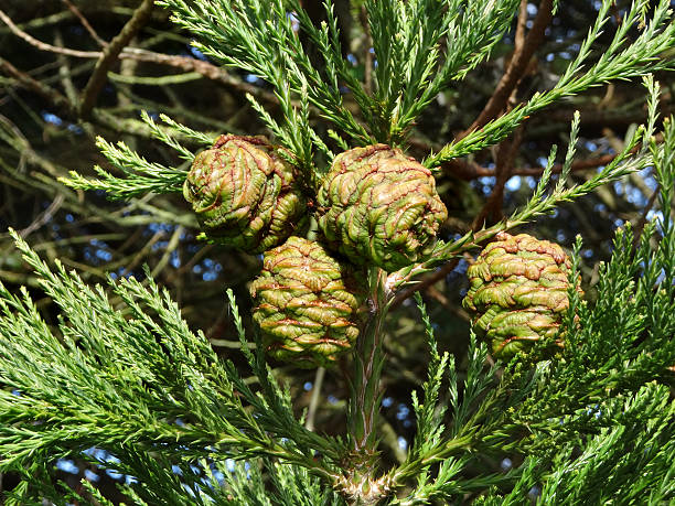 Image of green seed cones ripening on redwood tree (sequoia-sempervirens) Close-up photo showing the green seed cones of a Californian coastal redwood tree, which are pictured ripening in the sunshine.  The Latin name for this conifer species is: sequoia sempervirens.  Of interest, sequoias are able to pollinate themselves, as they can produce both pollen and seed cones, all on the same tree. sequoia sempervirens stock pictures, royalty-free photos & images