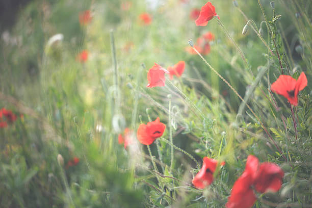 istock Red Poppy in summer 469063942