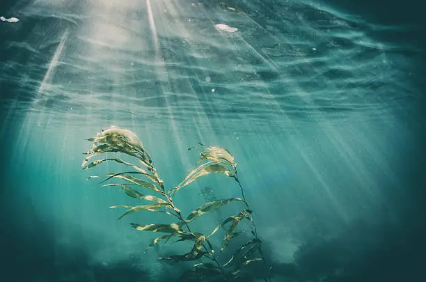 Seaweed underwater with sunbeams coming down