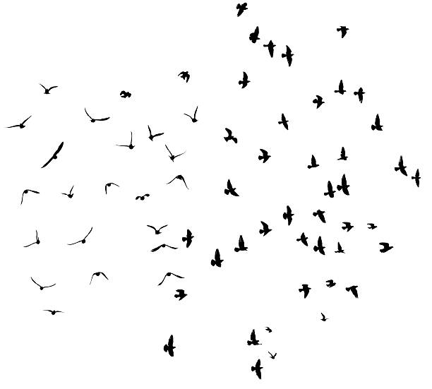 istock Silhouette of flying pigeons. 469064103