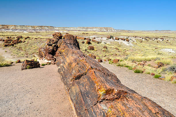 istock Petrified logs at Petrified Forest National Park, Arizona 469064106