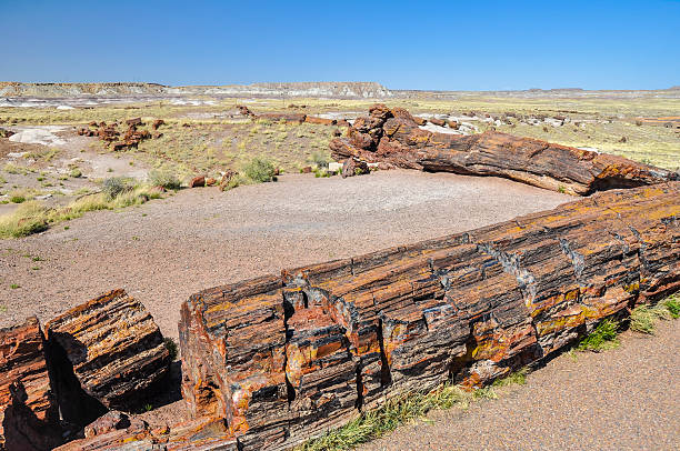 istock Petrified logs at Petrified Forest National Park, Arizona 469064112
