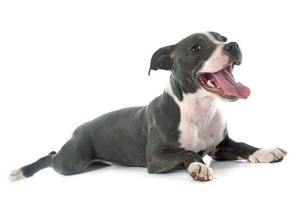 istock puppy staffordshire bull terrier 469066178