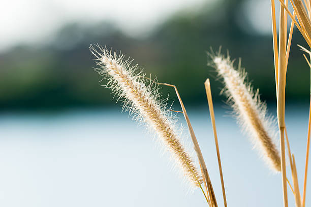 Pennisetum Pennisetum flowers in nature for nature background pennisetum stock pictures, royalty-free photos & images