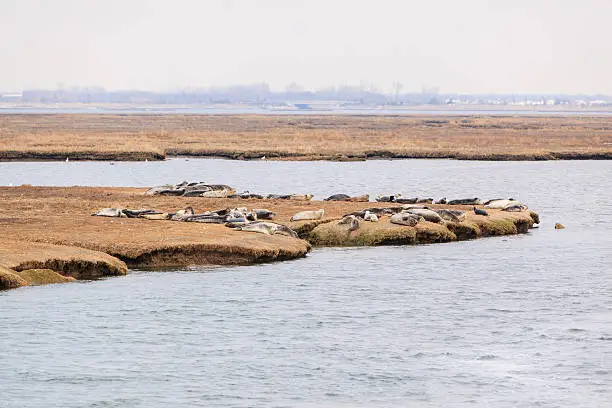 Harbor Seals on the shore in Long Island, near to Jones Beach, New York State, USA.