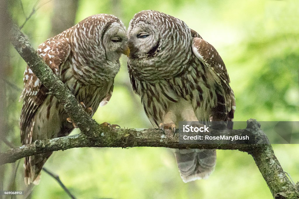 Two Barred Owls Barred Owl parents showing affection as they sit on a limb in the Corkscrew Swamp Audubon Sanctuary. Their nest was a few feet away. Photo was looking in to a very dark part of the forest, so there is some noise. Barred Owl Stock Photo