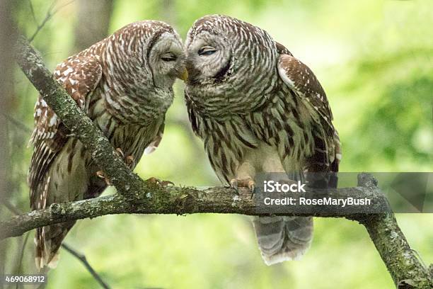 Two Barred Owls Stock Photo - Download Image Now - Barred Owl, Two Animals, White Color