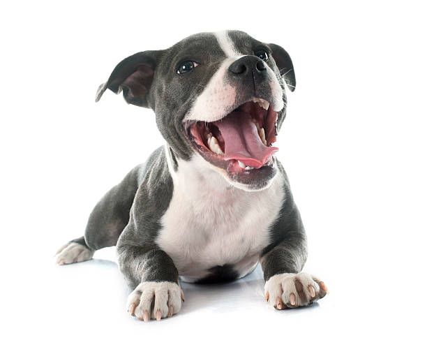 filhote de staffordshire bull terrier - pit bull pit bull terrier dog pets - fotografias e filmes do acervo