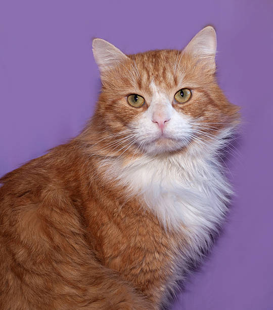 istock Red and white cat sitting on lilac 469075346