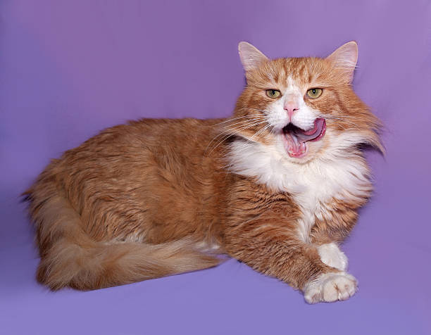 istock Red and white cat lying on lilac 469075356