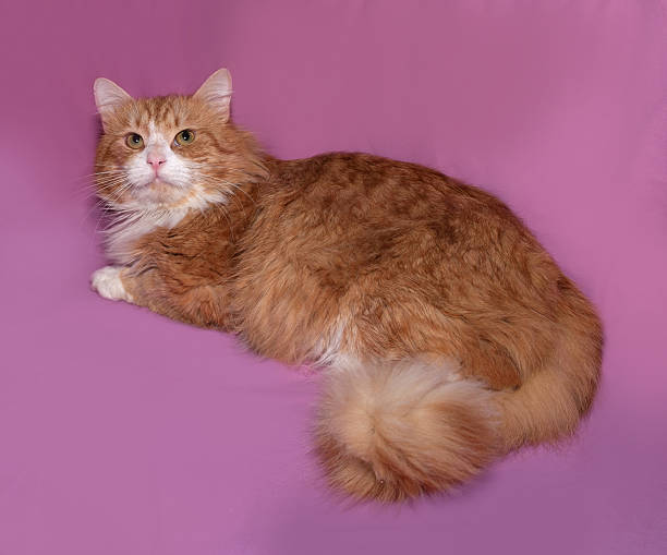istock Red and white cat lying on pink 469075368
