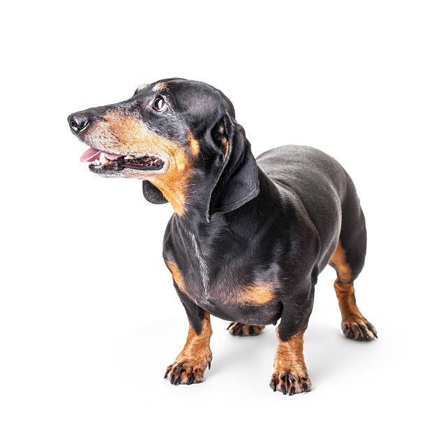 istock Close-up of Dachshund isolated on white background 469075738