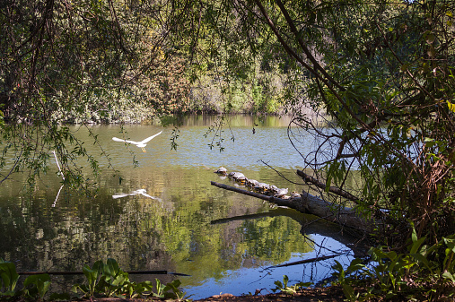 A bird (egret) takes off and flies over a lake at El Dorado Park's Nature Center, located in Long Beach, CA. It's spring time and the leaves are starting to grow. A line of turtles bask in the warm sun on while clustered on a fallen log.