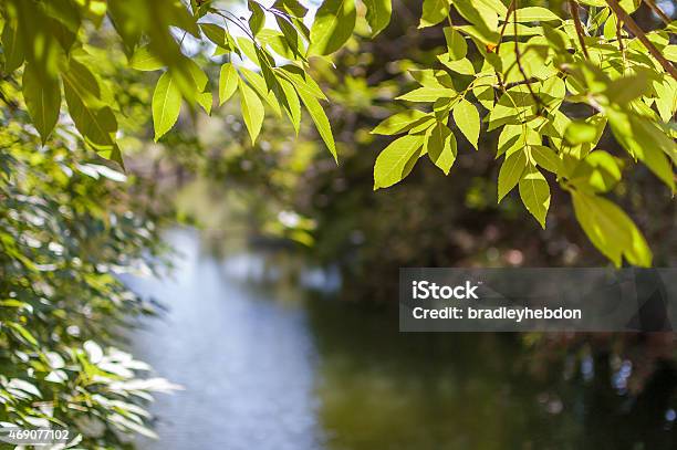 Nahaufnahme Der Grünen Blättern Hängen Über Den Ruhigen Fluss Stockfoto und mehr Bilder von Feuchtgebiet