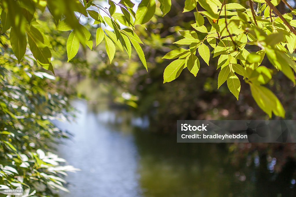 Close-up di primavera foglie verdi appesi su tranquillo fiume - Foto stock royalty-free di Palude