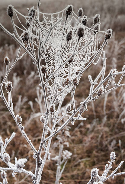 istock Web frosted up on the bush 469077188