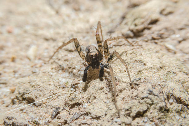 istock Handicapped spider on the ground with close up detailed view. 469078032