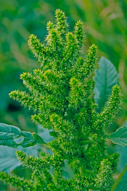 szarłat cruentus - amaranthus cruentus zdjęcia i obrazy z banku zdjęć