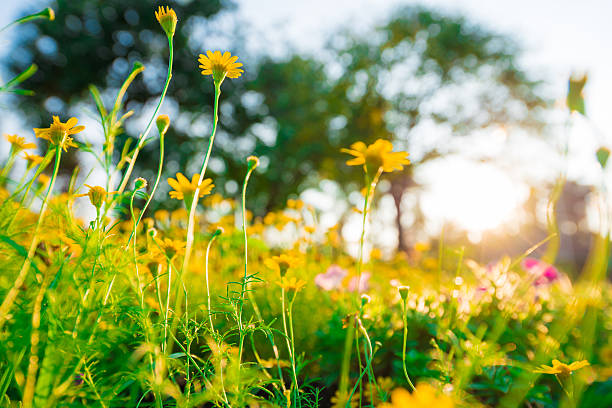istock Yellow flower background with light from sun. 469078088