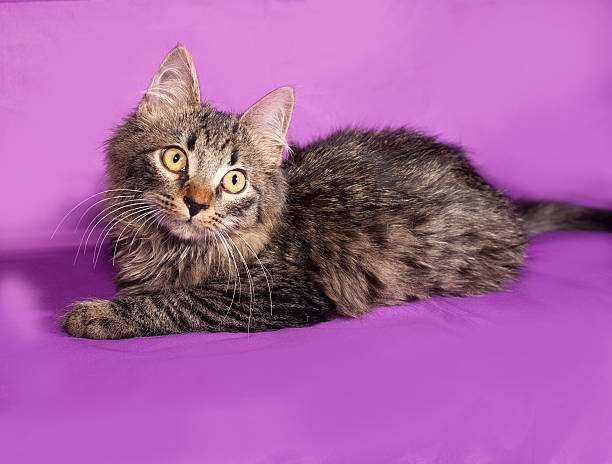 istock Fluffy tabby Siberian kitten lying on lilac 469078786