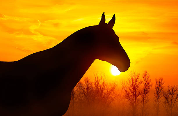 silhouette d'un cheval sur fond de ciel - horse animal head animal sky photos et images de collection