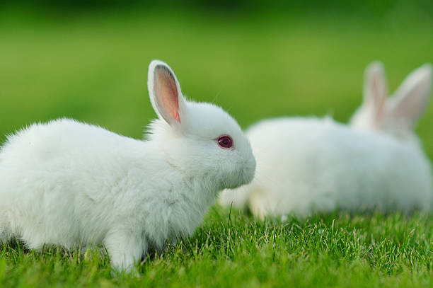 istock Funny baby white rabbit in grass 469079167