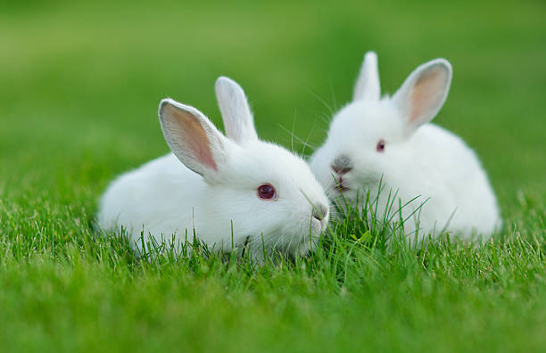 istock Funny baby white rabbit in grass 469079191