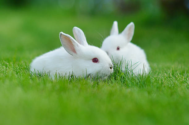 istock Funny baby white rabbit in grass 469079259