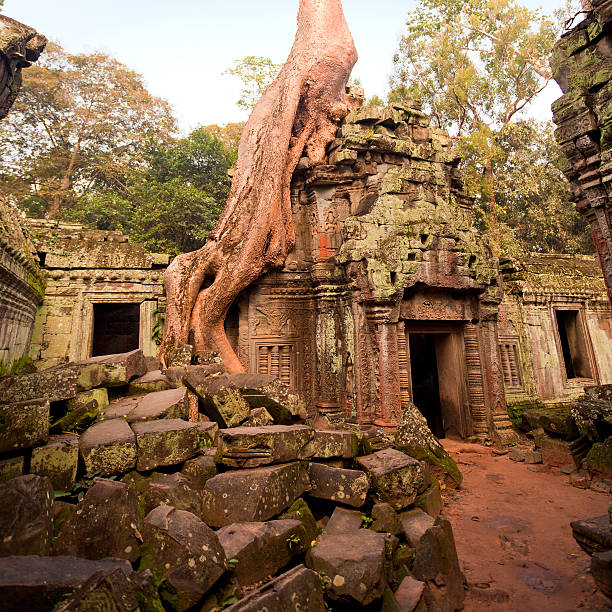 ta prohm tempel, angkor, cambodia - marcel siem stock-fotos und bilder